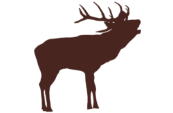 Elk